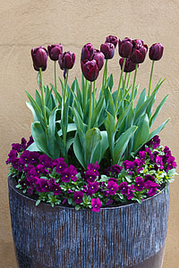 purple tulips on brown wooden vase beside yellow concrete wall thumbnail