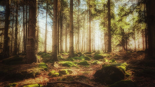 tall trees under clear sky at daytime thumbnail