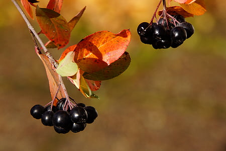 bunch of blackberries thumbnail
