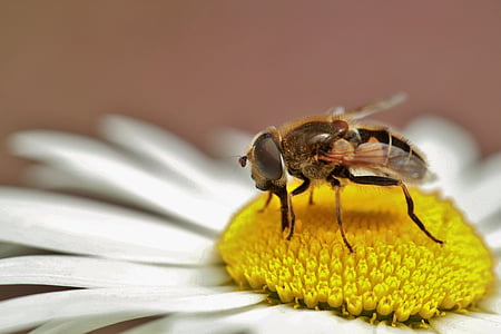honey bee perching on white and yellow petaled flower in close-up photography thumbnail