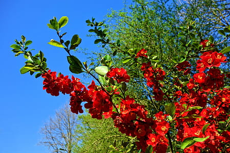 red cherry blossoms in bloom thumbnail