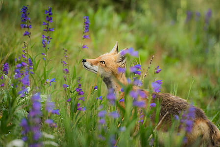 fox standing on lavender field during daytime thumbnail