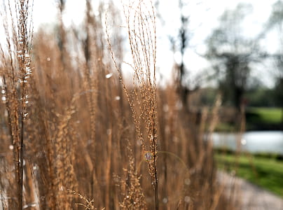 Photo of Brown Grass Field thumbnail