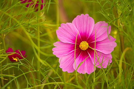 pink petaled flower illustration thumbnail