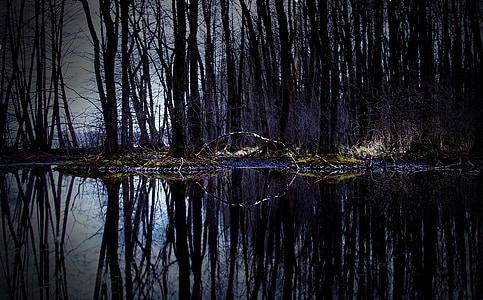 body of water and forest thumbnail