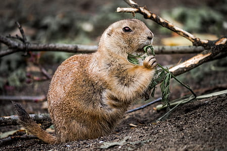 gopher eating grass thumbnail