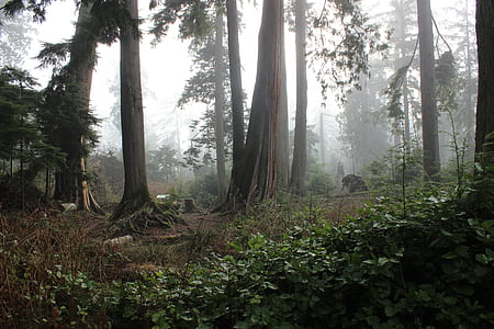 forest, wilderness, fog, tree thumbnail