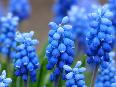 lavender flower thumbnail
