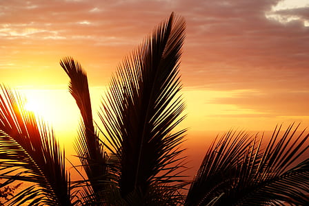 Coconut Tree during Sunset thumbnail