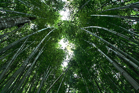 low angle photography of a bamboo trees thumbnail