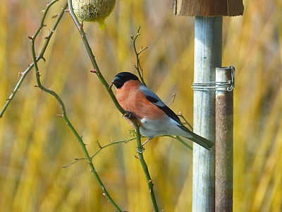 bird standing on tree branch thumbnail
