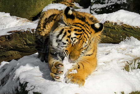 tiger sitting near wood log thumbnail