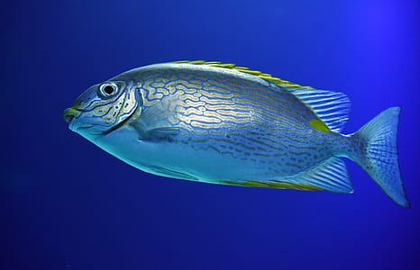 yellow and grey fish thumbnail
