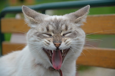 short-coated white smiling cat thumbnail