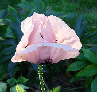 white flower thumbnail