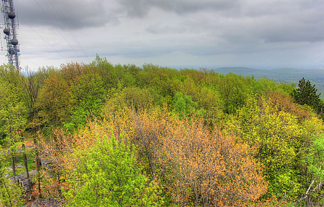 Close up of trees at Rib Mountain State Park, Wisconsin thumbnail
