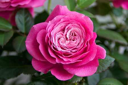 shallow focus photography of carnation flower thumbnail