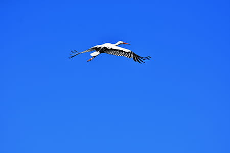 low angle photo of white stork flying under the blue sky thumbnail