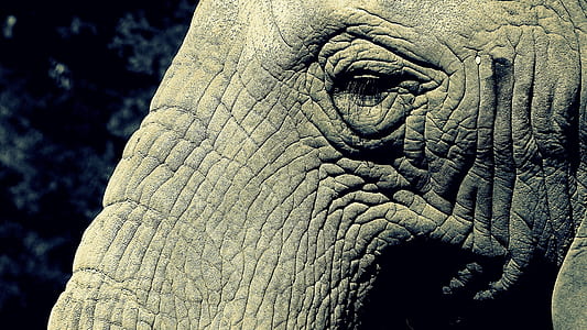 view of elephant left eye thumbnail