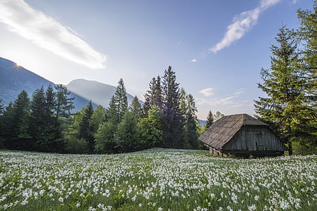 brown wooden house on green grass field during daytime photo thumbnail