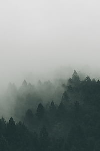 aerial photography of trees on foggy weather thumbnail
