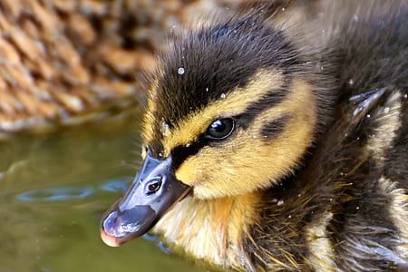 brown and black duck on body of water thumbnail