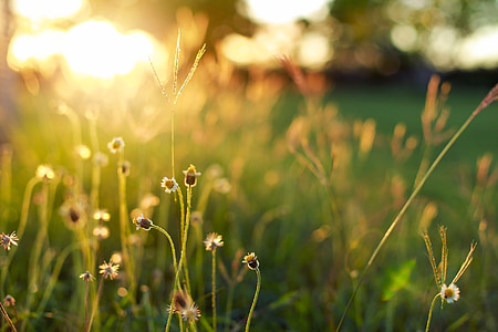 selective focus photography of black and green plants thumbnail