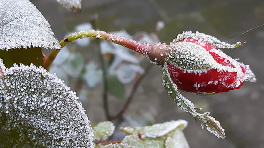 frosted red rose closeup photography thumbnail