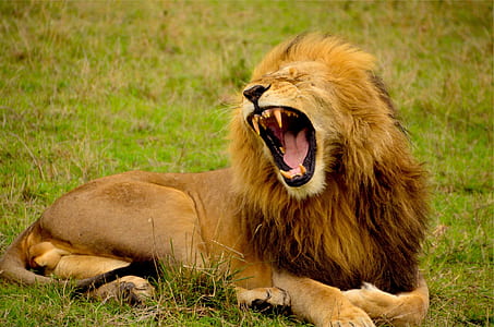 brown lion lying on green grass thumbnail