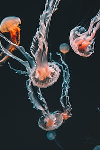undersea photography of white-and-orange jellyfishes thumbnail