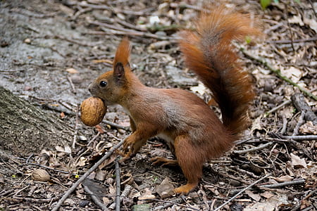 brown squirrel biting nut during daytime thumbnail