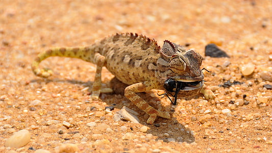 brown chameleon thumbnail