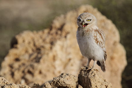 selective focus photography of owl perched on rock thumbnail
