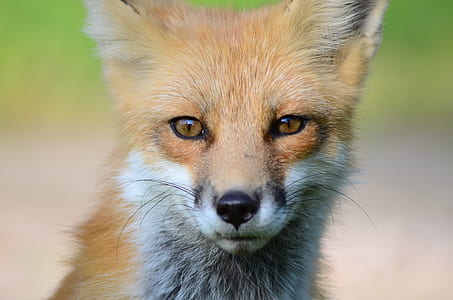 wildlife photography of a fox thumbnail