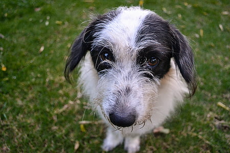closeup photography of medium wire-coated black and white dog thumbnail