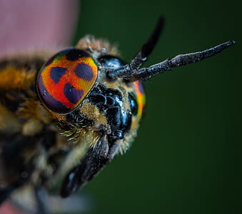 macro shot photography of insect face thumbnail