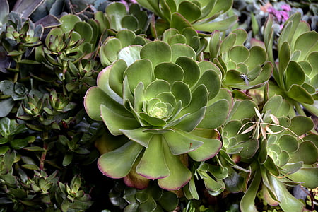 close-up photography of green succulent plants thumbnail