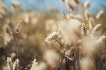 selective focus photo of brown flowers thumbnail