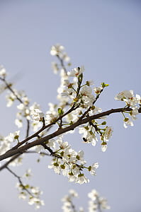 white petaled flowers thumbnail
