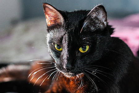photo of black cat thumbnail