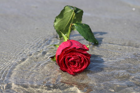 red hybrid tea rose flower thumbnail