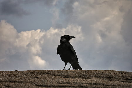 selective focus photography of black bird thumbnail