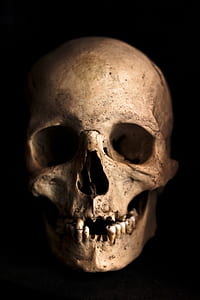 human skull photography thumbnail