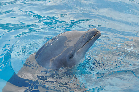 close-up photo of dolphin in body of water thumbnail