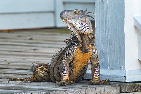 gray and orange iguana crawling on porch at daytime thumbnail