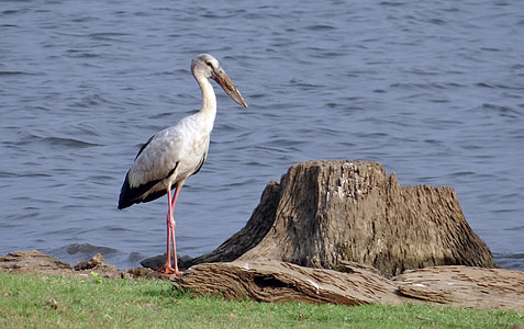 Asian Openbill, Asian Openbill Stork thumbnail