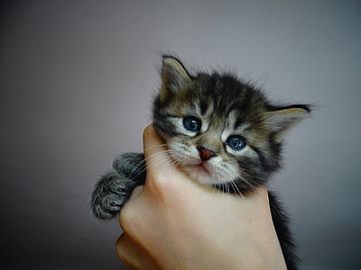 person holding grey kitten thumbnail