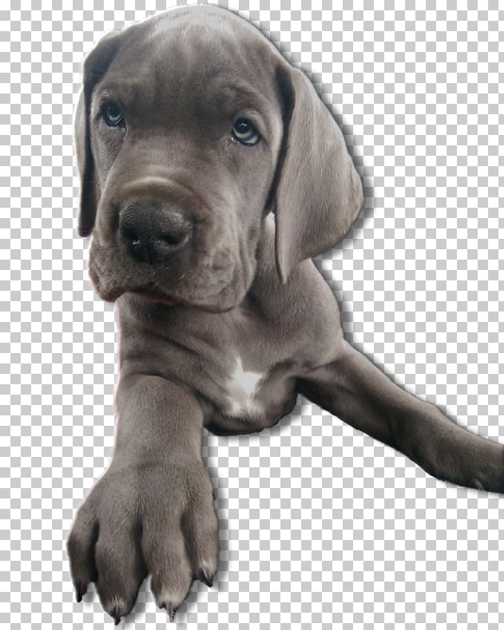 Great Dane Cane Corso Puppy Dog Breed Snout Puppy Png