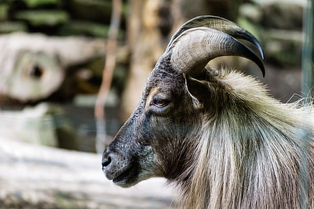 selective focus photography of black goat thumbnail