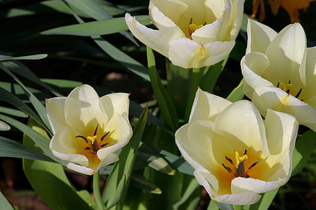 yellow flowers thumbnail